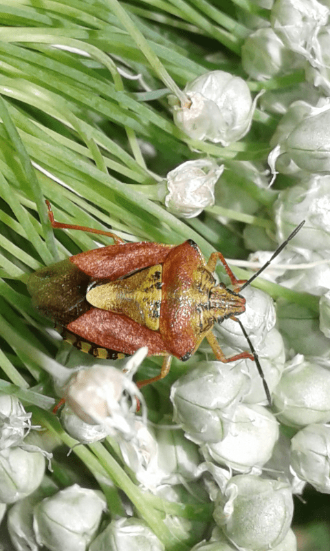 Pentatomidae : quale Carpocoris ?    Carpocoris purpureipennis
